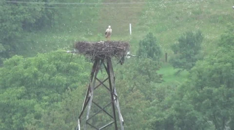 Stork on the tower electric 스톡 동영상 52027012