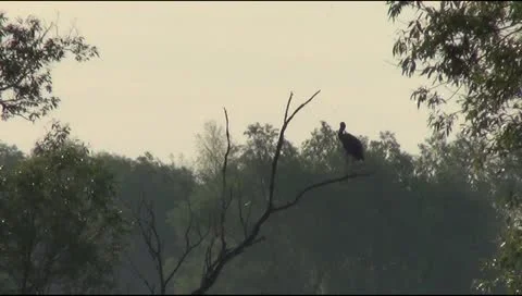 Stork on a tree branch 스톡 동영상 12518154