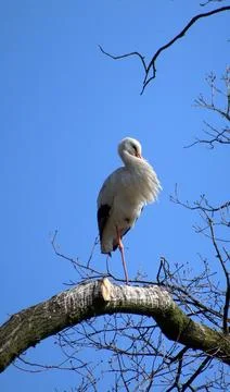 A stork  on a tree branch Stock Photos