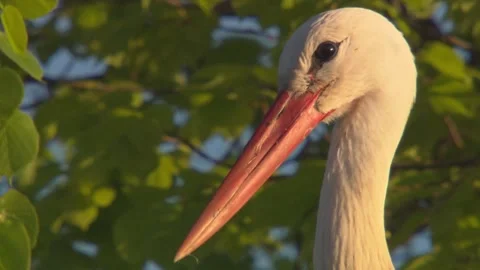 Stork on a tree in spring  Stock Footage 266266380
