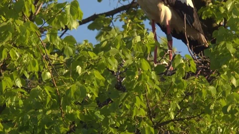 Stork on a tree in spring (slide)  Stock Footage 266266428