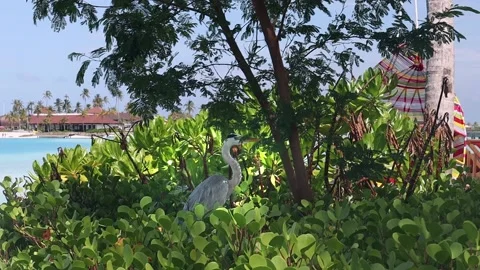Stork in treeth  Maldives Stock Footage 171070543
