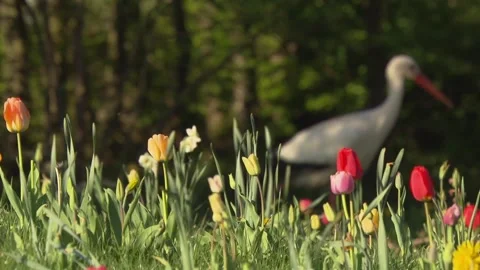 Stork on a tulip meadow in springtime Stock Footage 266266566