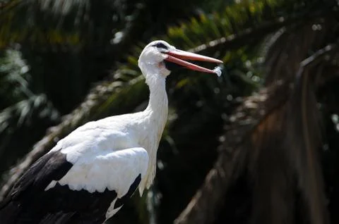 Stork in Turkey Stock Photos