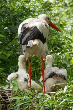 Stork with two chicks Stock Photos