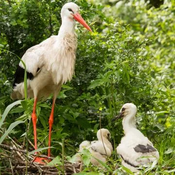 Stork with two chicks Stock Photos