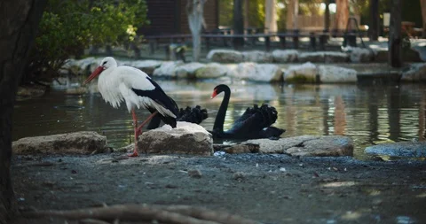Stork waking around on the ground with two black swans swimming in the lake Stock Footage 126775519