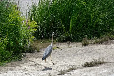 Stork on a walk. Stock Photos