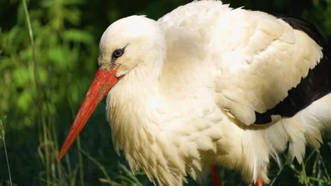 Stork walking around  Stock Footage 277295159