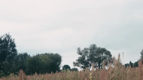 Stork Walking in the Field Stock Footage 313343416