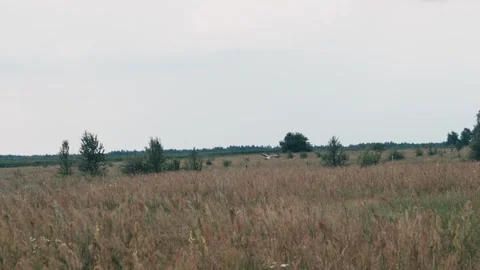 Stork Walking in the Field Stock Footage 313343429