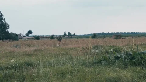 Stork Walking in the Field Stock Footage 313343512