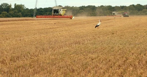 Stork Walking On The Field On The Foreground Combine Harvesters. Combines And Stock-Footage 106831394