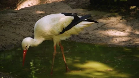 Stork walking Stock Footage 260539364