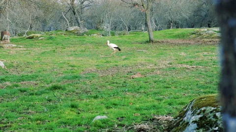 Stork walking on the grass in the field Stock Footage 151605379