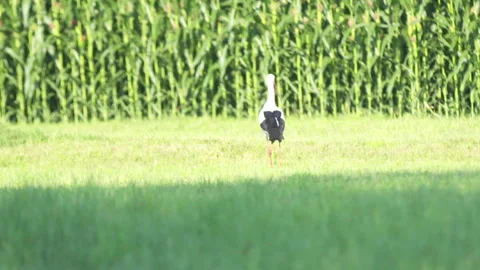 Stork Walking A Grassy Field Stock Footage 266885579