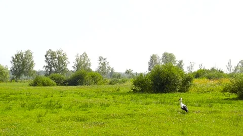 Stork is walking on green grass Stock Footage 70738807
