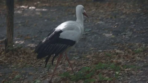 Stork walking on the ground Stock Footage 80492138