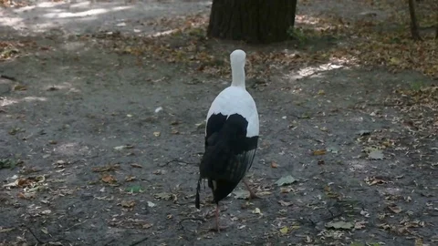 Stork walking on the ground, slow motion Video stock 80491954