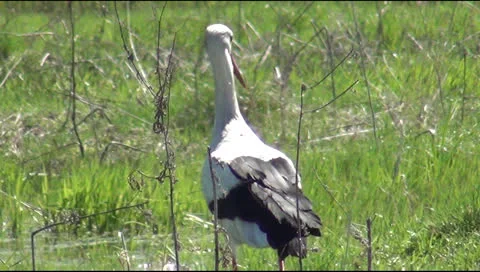 Stork walking on jellied meadow Stock Footage