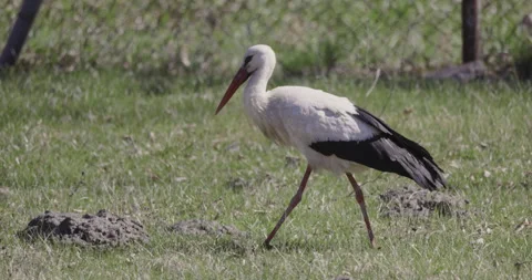 Stork walking in the meadow, 4K slow motion Stock Footage 306068715