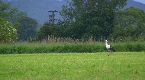 Stork walking over meadow Vidéo 771605