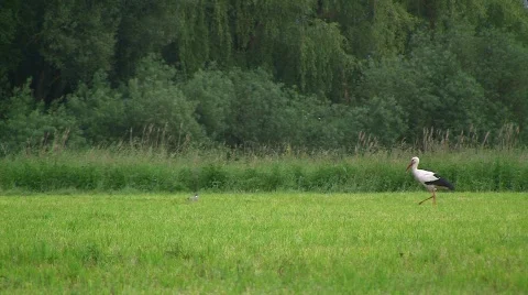 Stork walking over meadow Stock Footage 771660