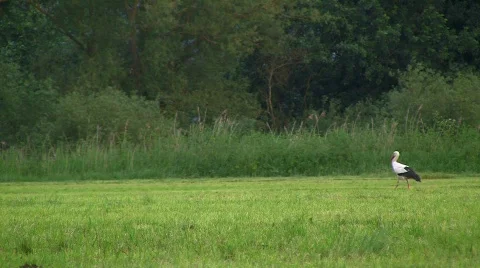 Stork walking over meadow Stock Footage 771718