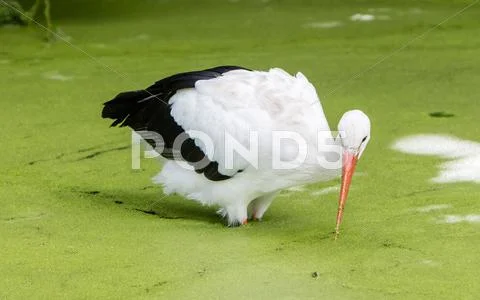 Stork walking in a pond filled with duckweed Stock Photos