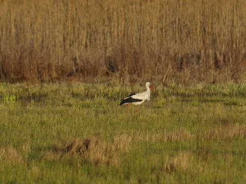 A stork is walking in a spring meadow. Stock Photos