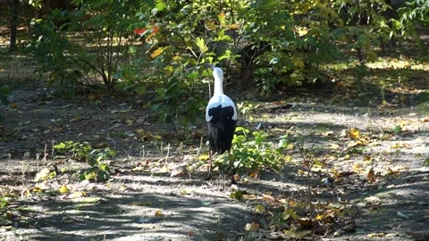 Stork walking through a tranquil zoo area surrounded by autumn foliage Stock Footage 297202525