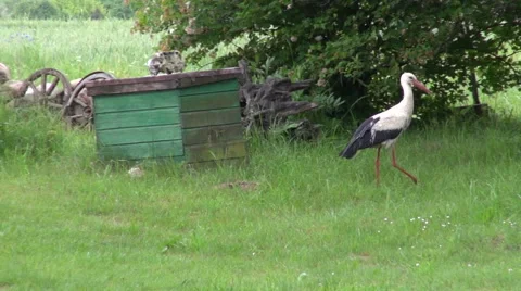 Stork walking in yard Stock Footage 64214922