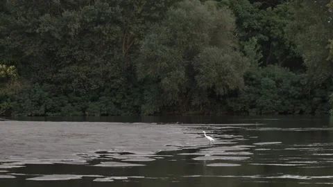 Stork walks on the river Stock Footage 233455820