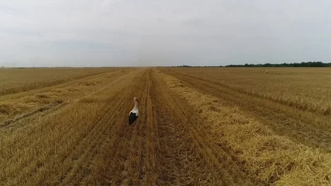 A stork walks through a field of wheat in search of food, a bird hunts small rod Stock Footage 79820304