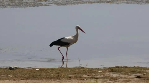 A stork walks in water Stock Footage 247732124