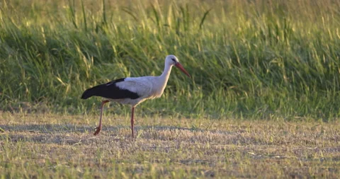 A stork wanders through a mown meadow, 4K slomo Stock Footage 222021048