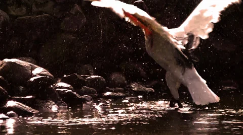 Stork &amp; Water Drops Stock Footage 35489124