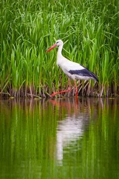 Stork on the water Stock Photos