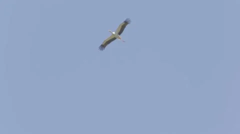 A stork waving its wings Stock Footage 43865857