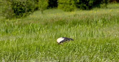 A stork in the wild Stock Footage 256112623