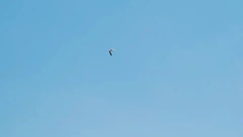 A stork will fly in the sky Video stock 279816679