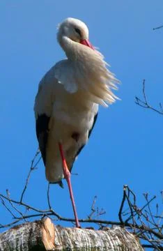 Stork in the wind Foto stock