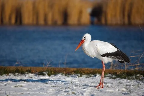 Stork in winter Foto stock