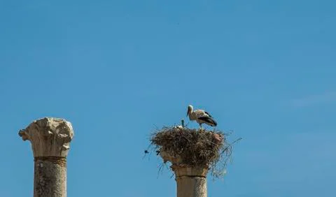 Stork with young on an ancient column Stock Photos