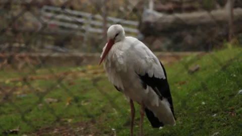 Stork in the zoo Stock Footage 242879371
