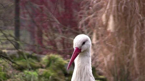 Stork in a zoo in Germany Stock Footage 47808187