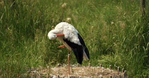 Storks 01 Stock Footage 172540617