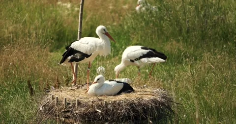 Storks 02 Stock Footage 172540695