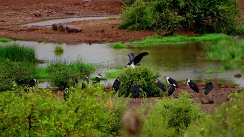 Storks and egrets gathered on a muddy bank at a waterhole Stock Footage 345521309