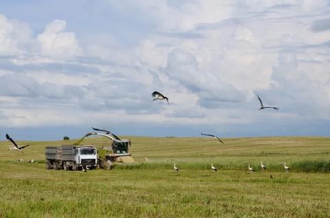 Storks and harvest Stock Photos